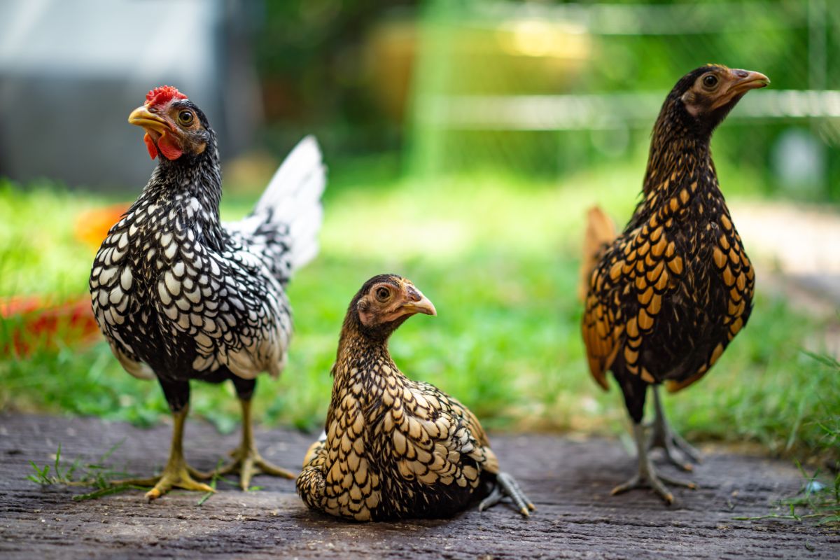 Three adorable Sebright pullets perched on a concrete slab.