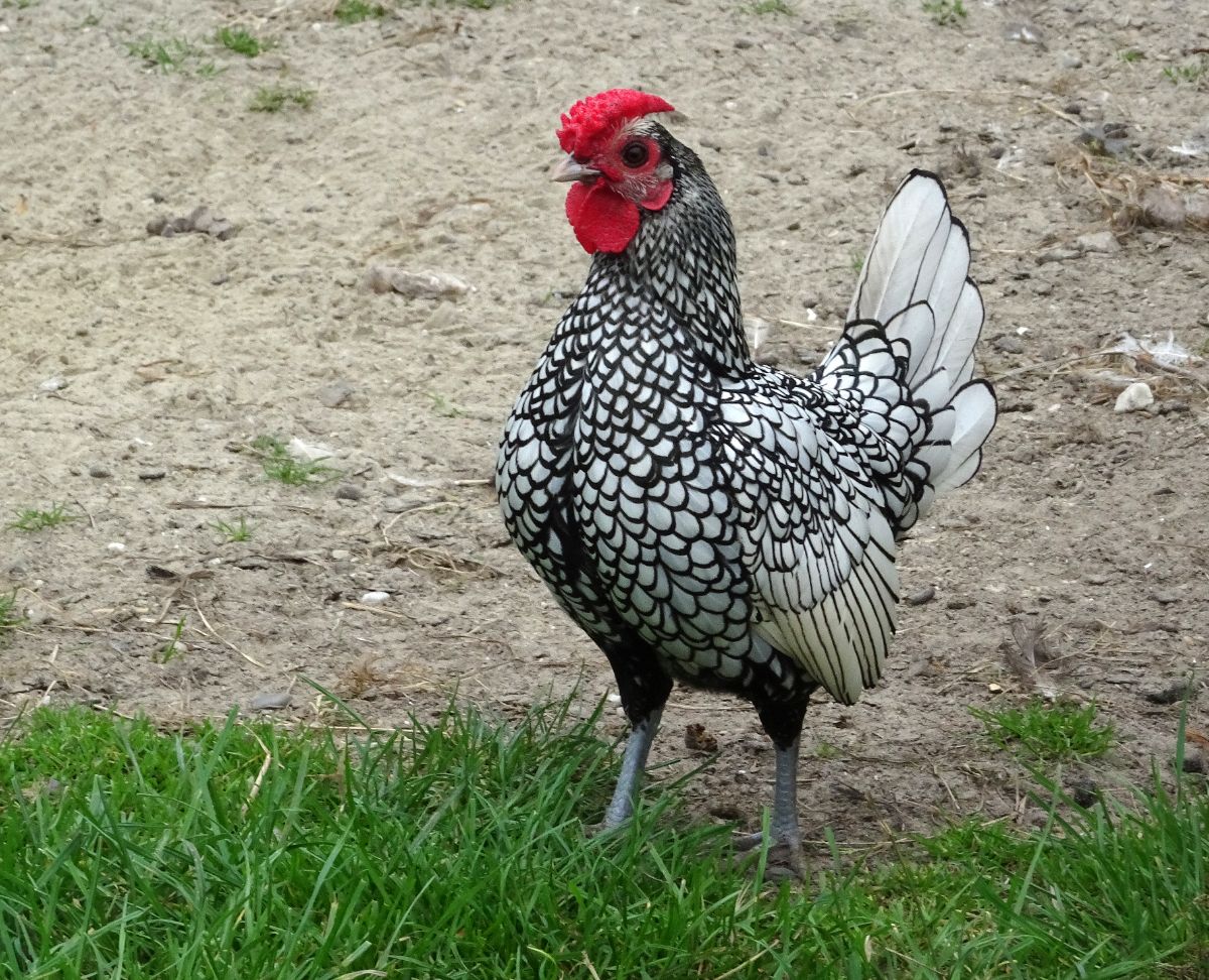 An adorable silver-laced Sebright rooster stands on green grass,