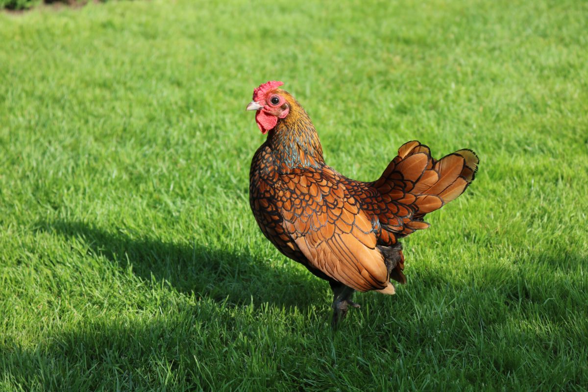 An adorable golden laced Sebright rooster stands on a green lawn.
