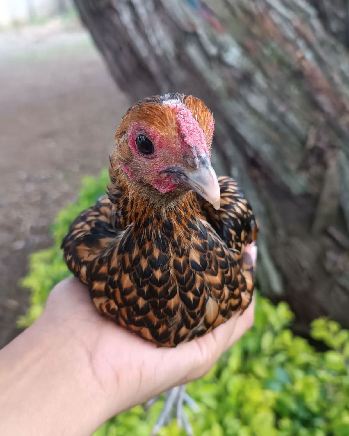 A farmer's hand holding an adorable golden laced Sebright hen.