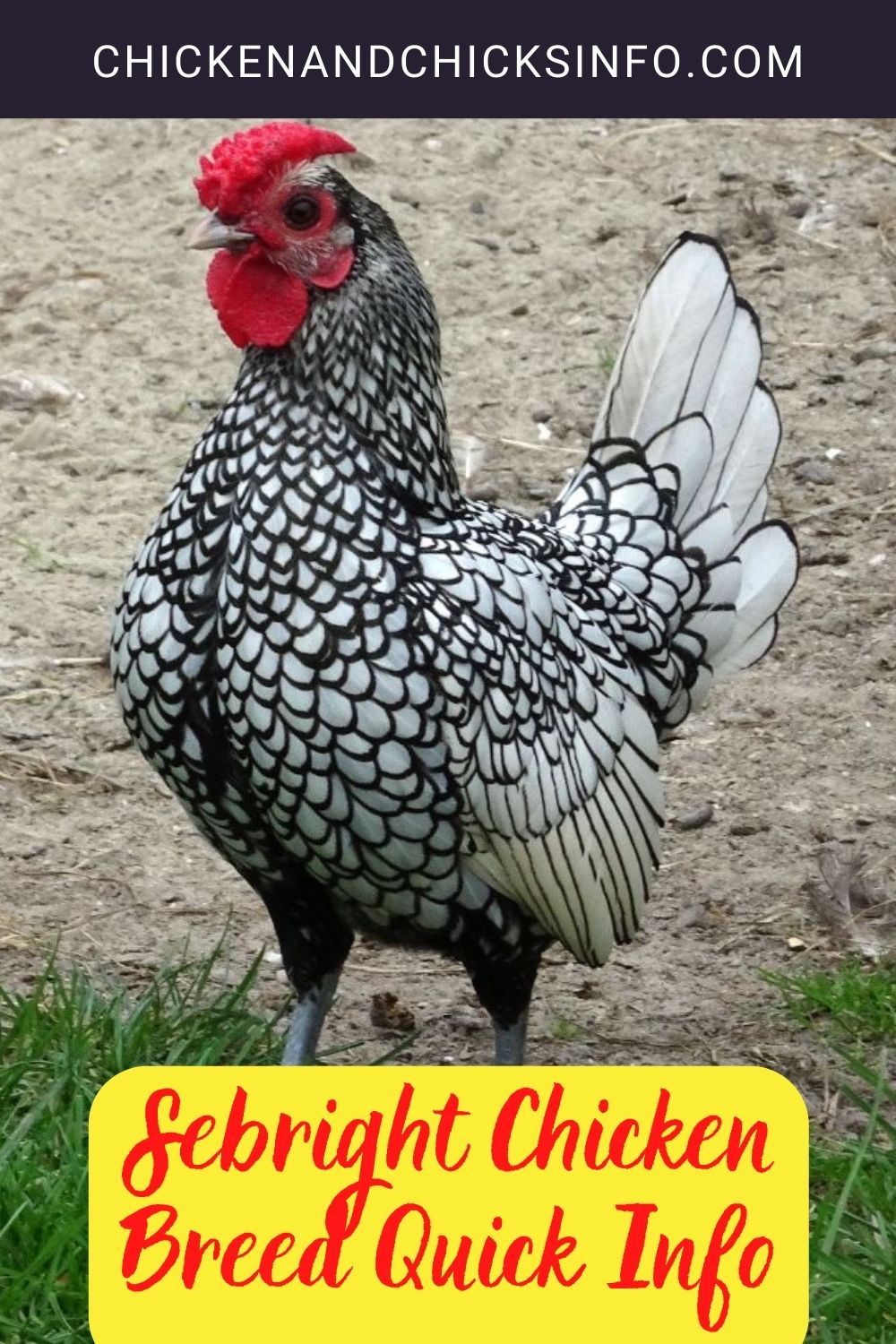 Sebright Chicken Breed Quick Info + Where to Buy pinterest image.