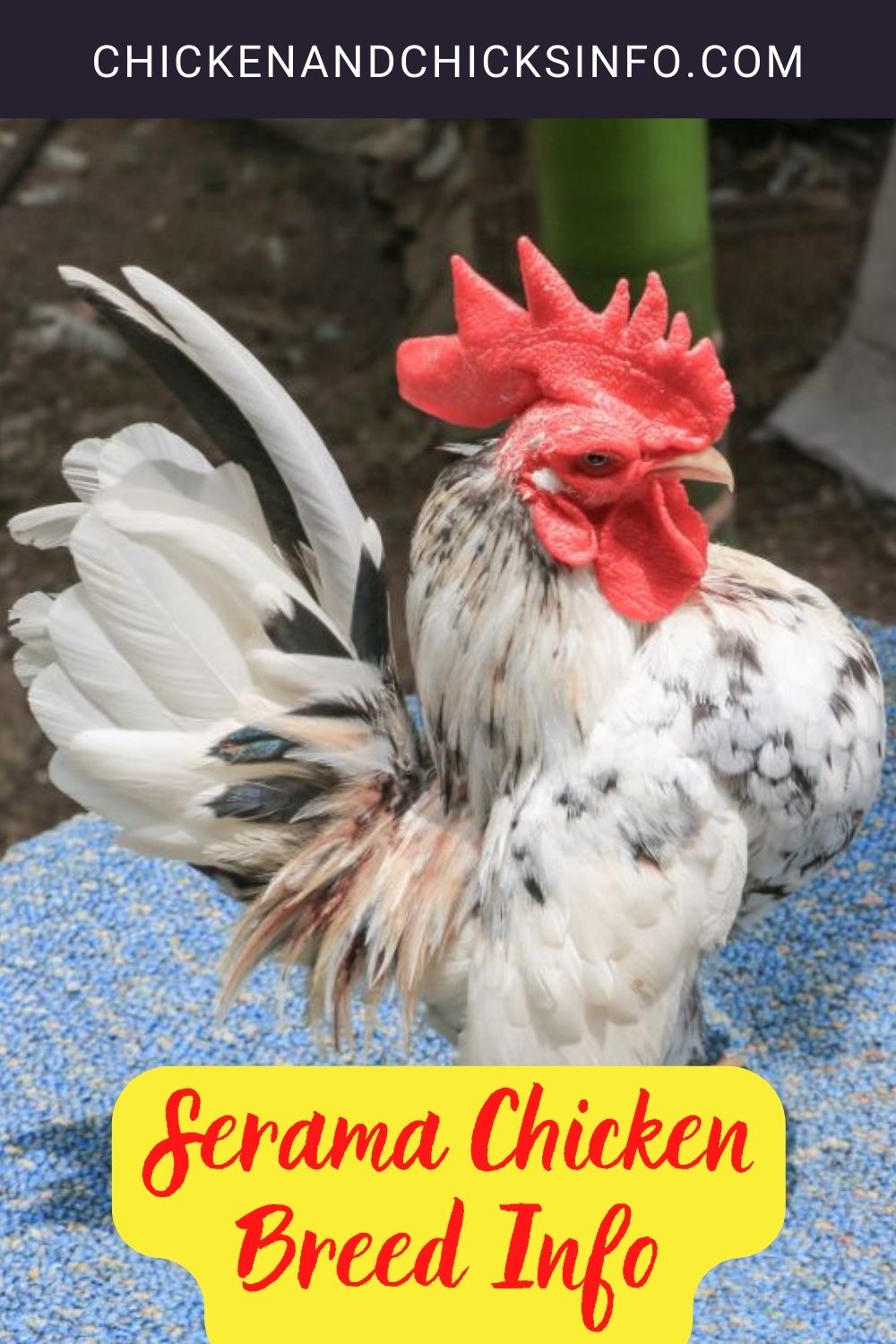 Serama Chicken Breed Info pinterest image.