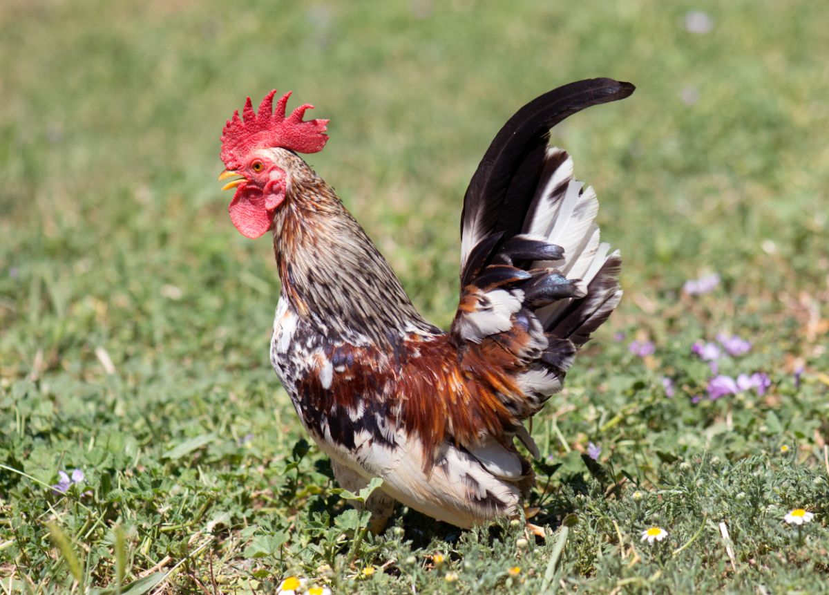 An adorable colorful Serama rooster walks in a meadow.