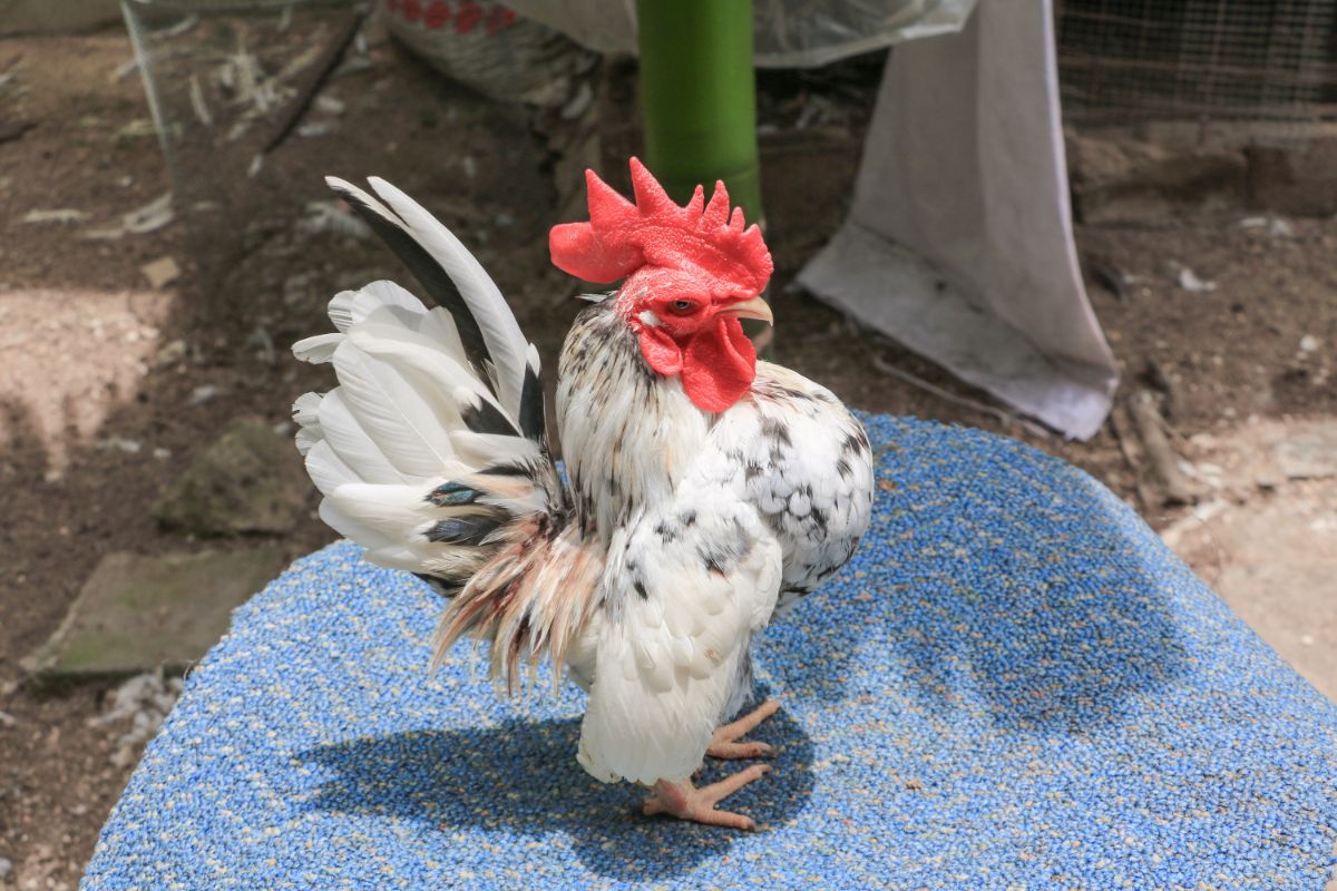 An adorable tiny Serama rooster stands on a blue chair.