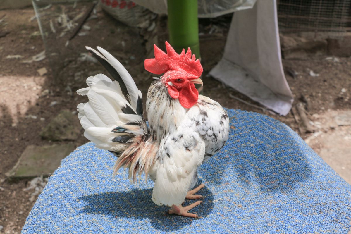 Serama Chicken Breed Info Chicken & Chicks Info