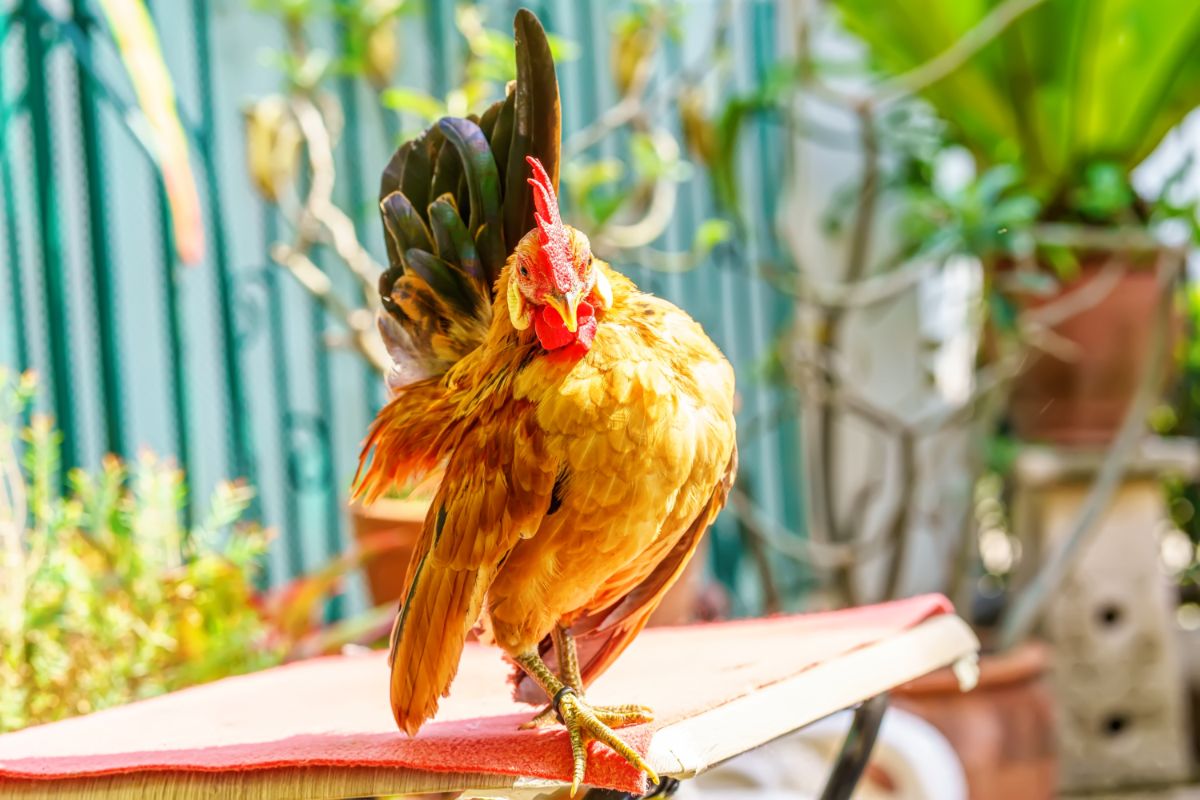 An adorable brown Serama rooster stands on a red chair on a sunny day.