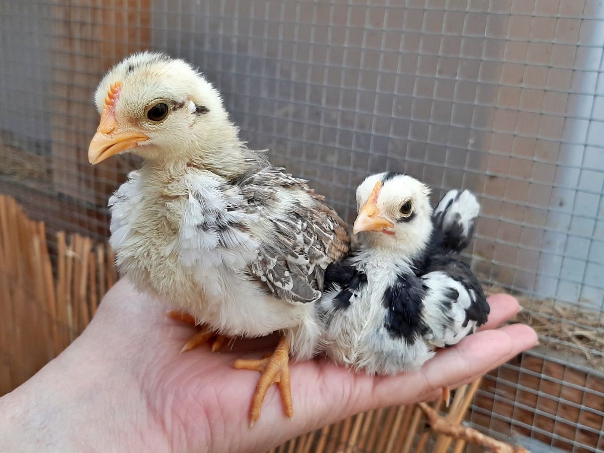 A farmer holding two adorable Serama chicks in his hand.